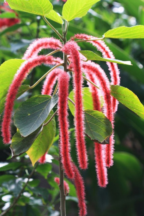 Chenille plant from Gran Canaria, Spain
