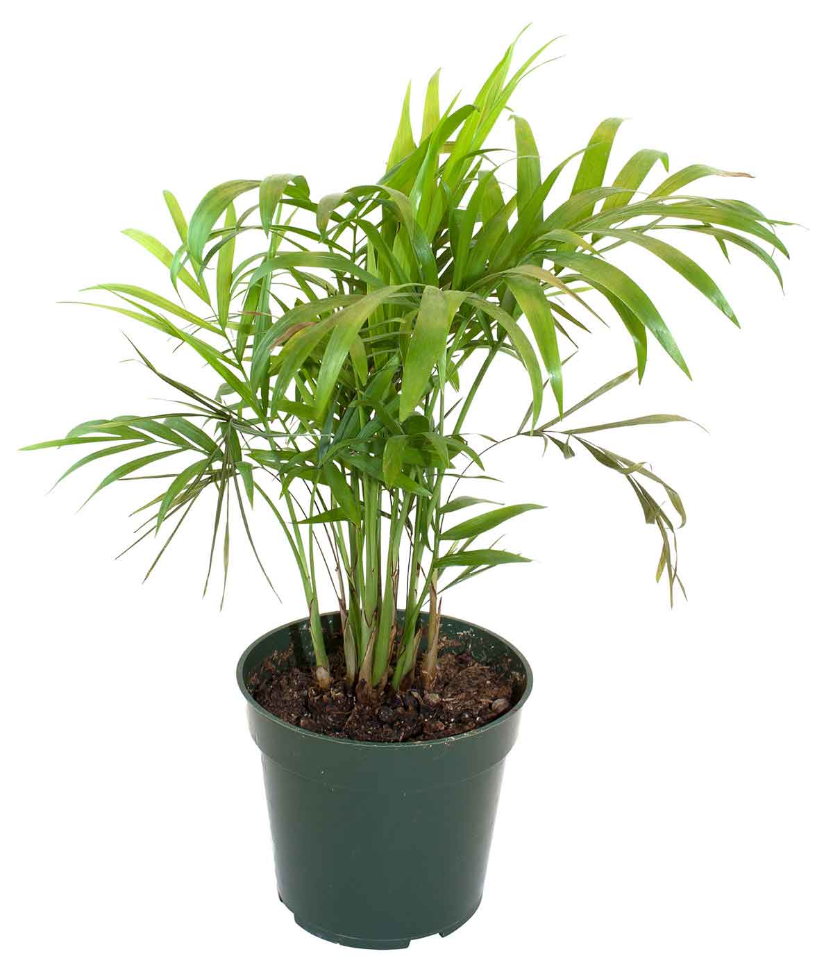 Large Leafy Plant