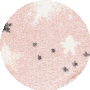 Pink / Purple