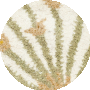 Beige / Gold