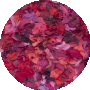 Fuchsia / Multi