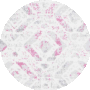 Ivory / Pink