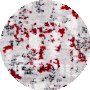 Grey / Red
