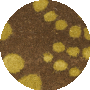 Brown / Multi