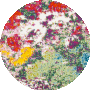 Light Green / Rose