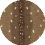 Chital Brown