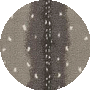 Chital Mushroom
