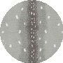 Chital Zephyr