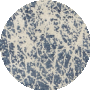 Navy Ivory
