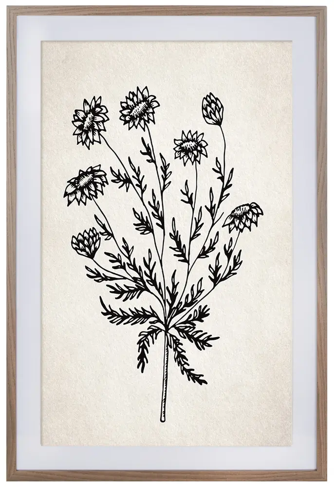 Fresh Cut Flora, 24 X 36, Ivory/Black, Framed Wall Art
