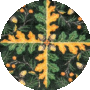Pine