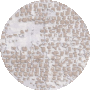 Beige / Grey